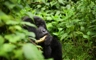 Visit Rwanda Tour